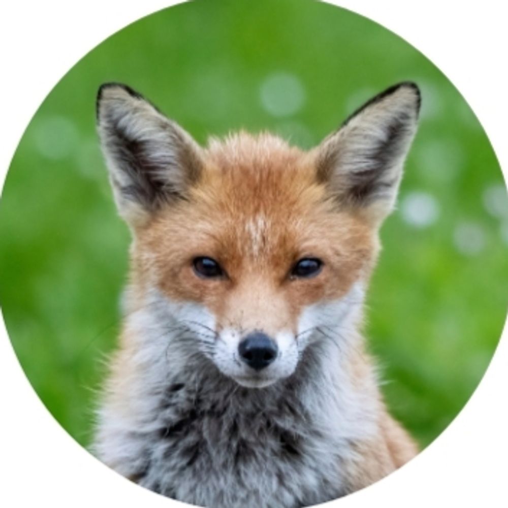 Profile picture foxdailys.bsky.social