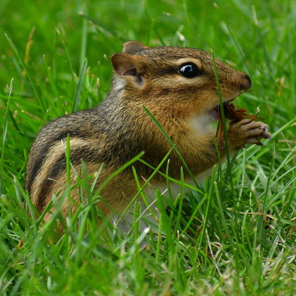 부끄러븐 람쥐 🐿 