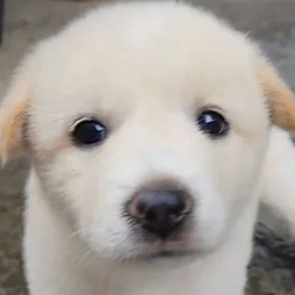 🐶