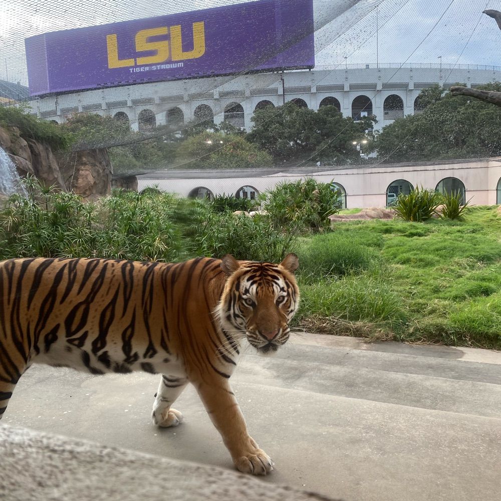 Mike the Tiger