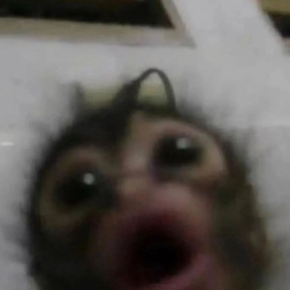Nic