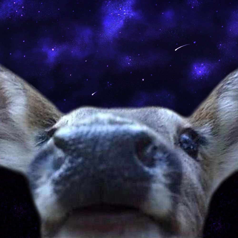 🕊️🫒 deer sheep 🌻🍃
