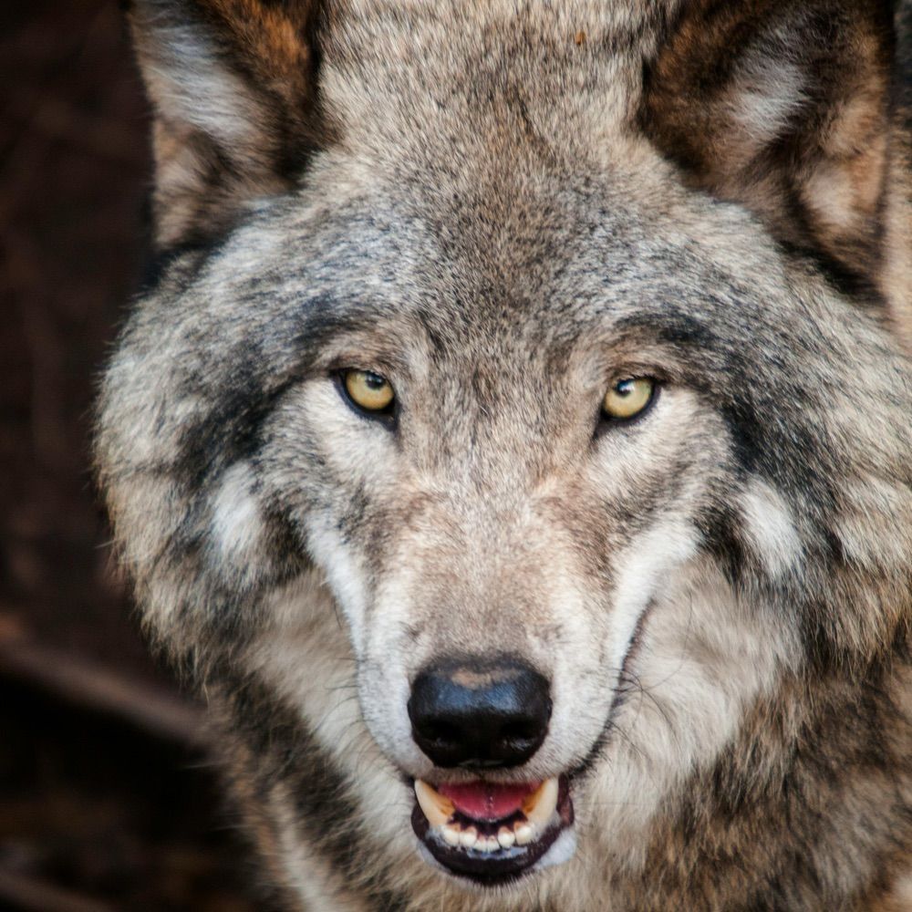 Wolves