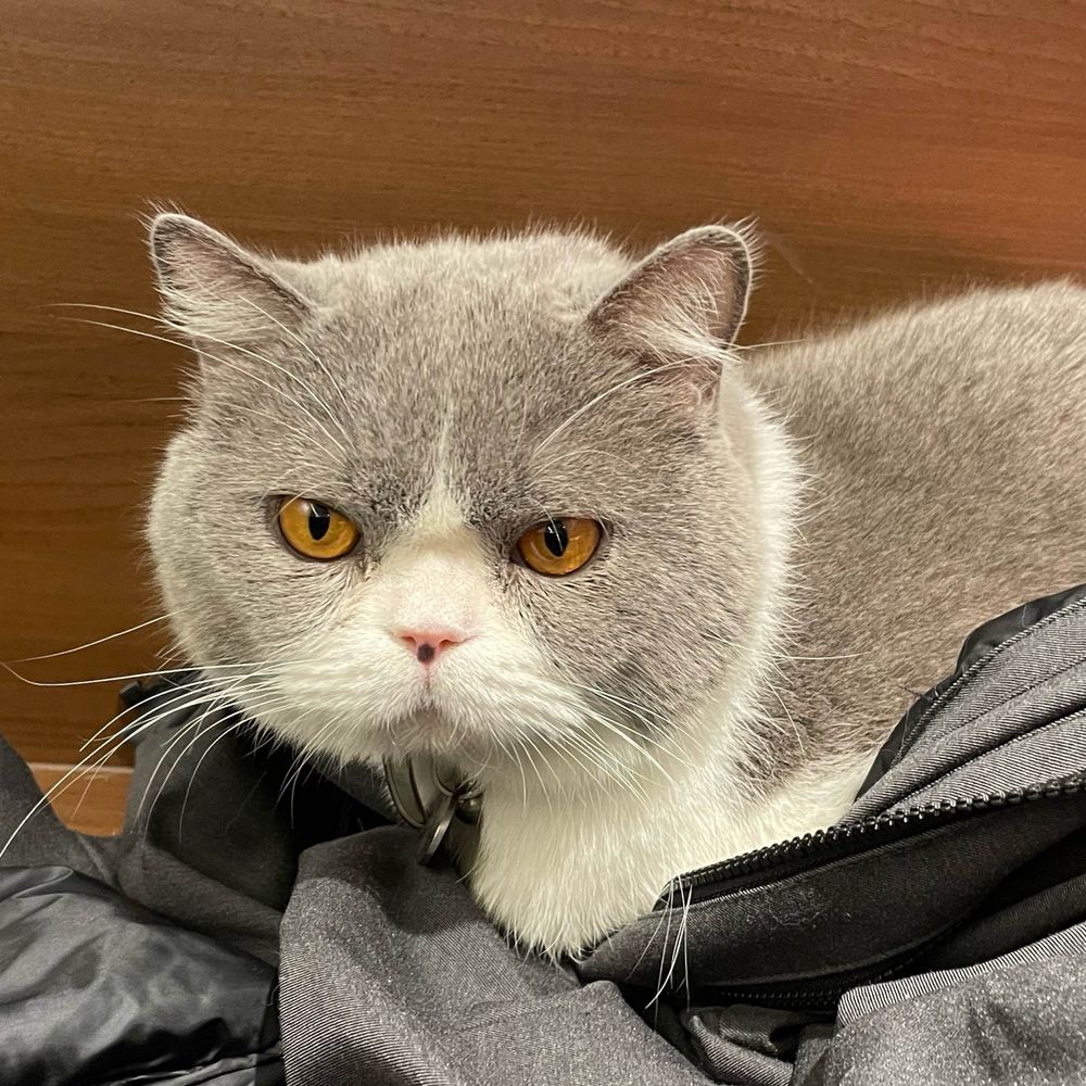 猫好きのケイ