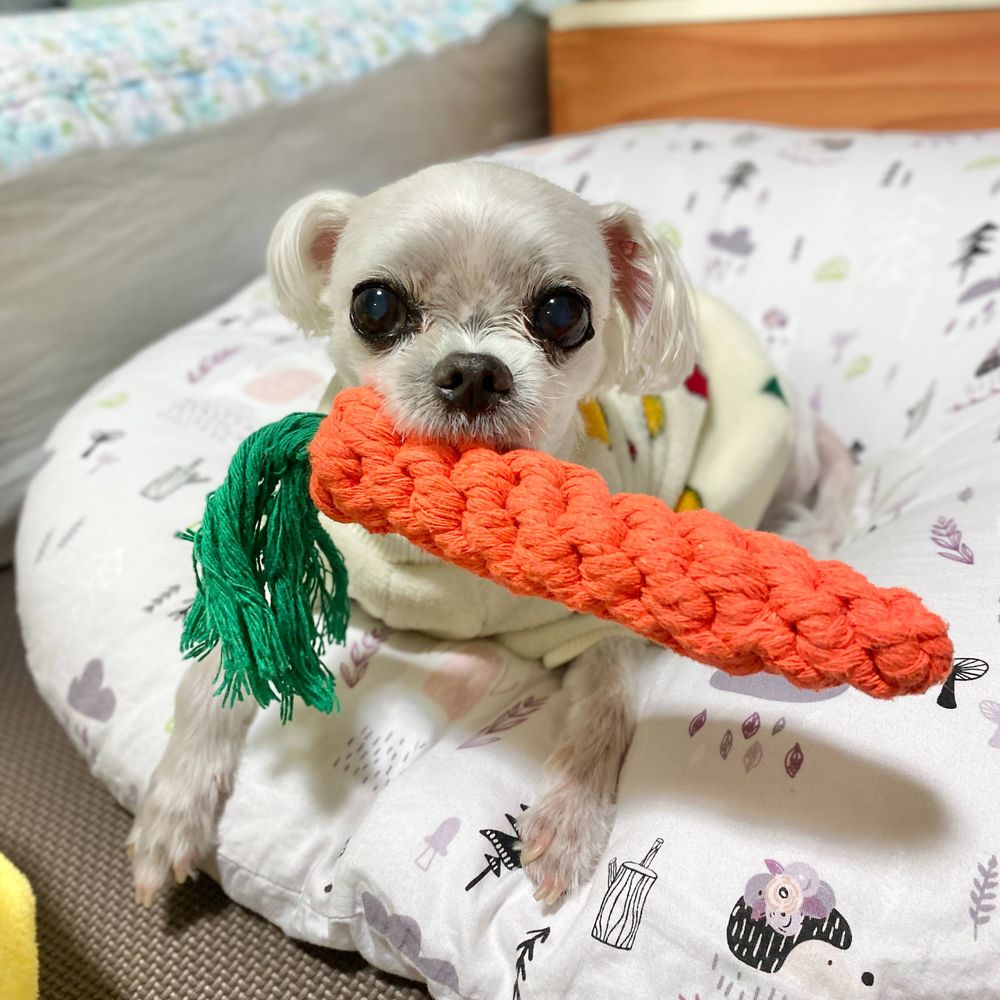 하나둘셋넷오