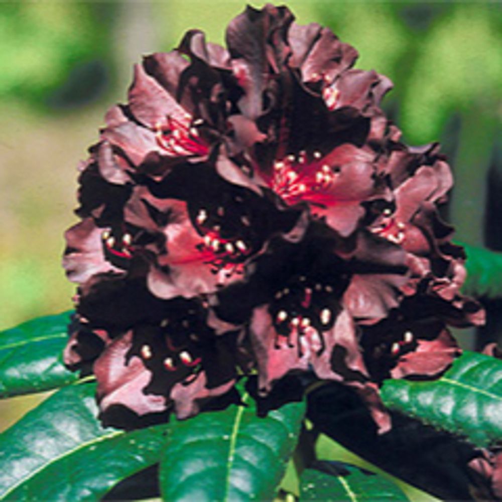 blackrhody.bsky.social profile picture