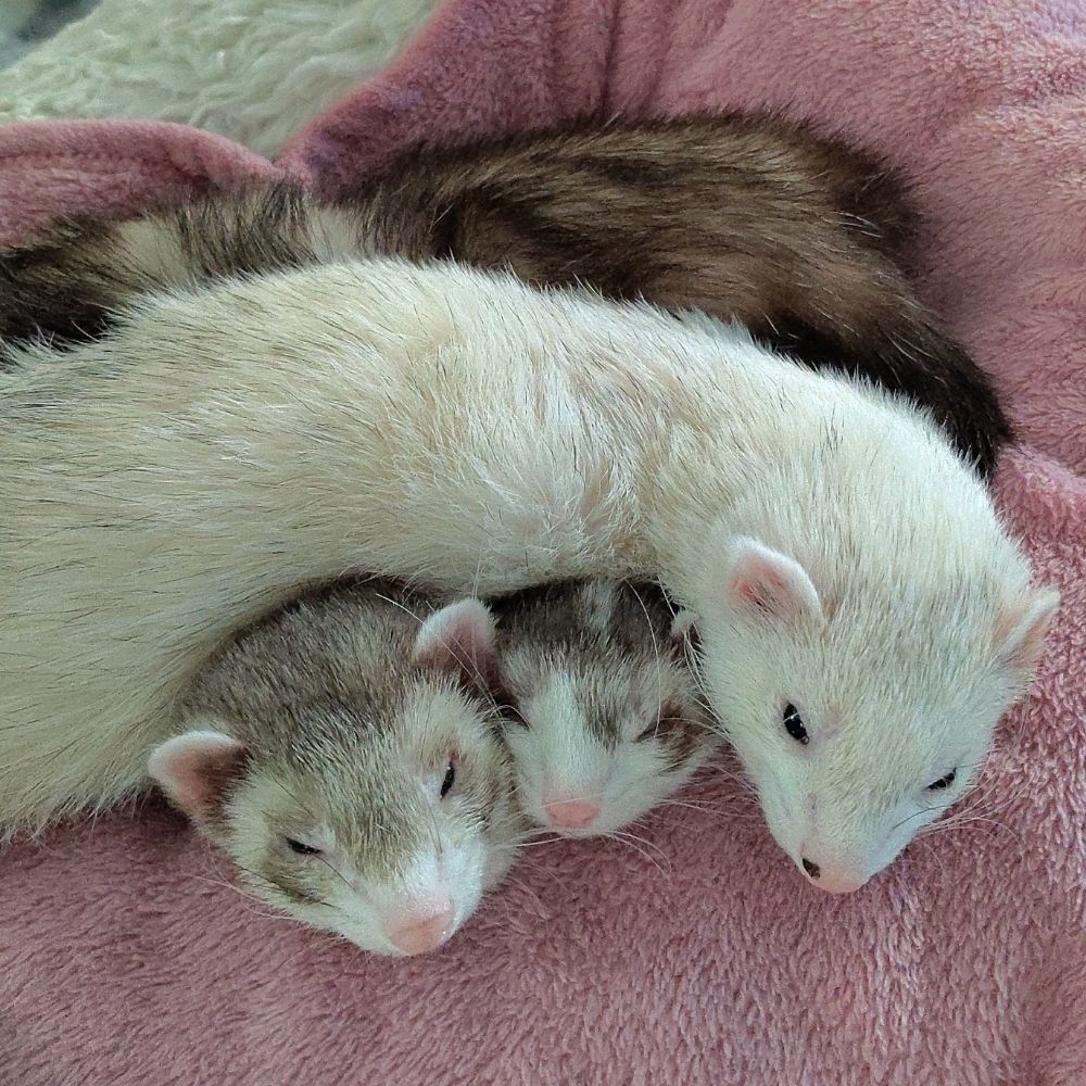 Novas ferrets