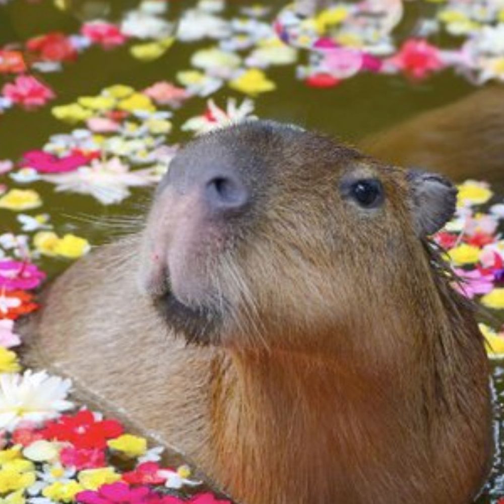 Not a capybara