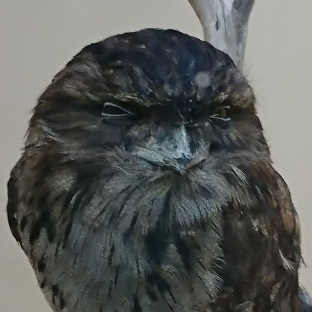 のくと