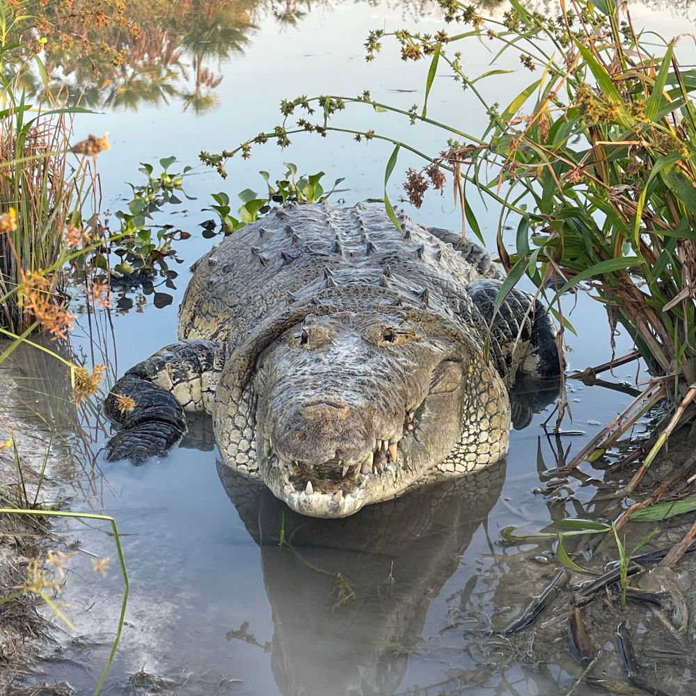 Crocodile Research Coalition