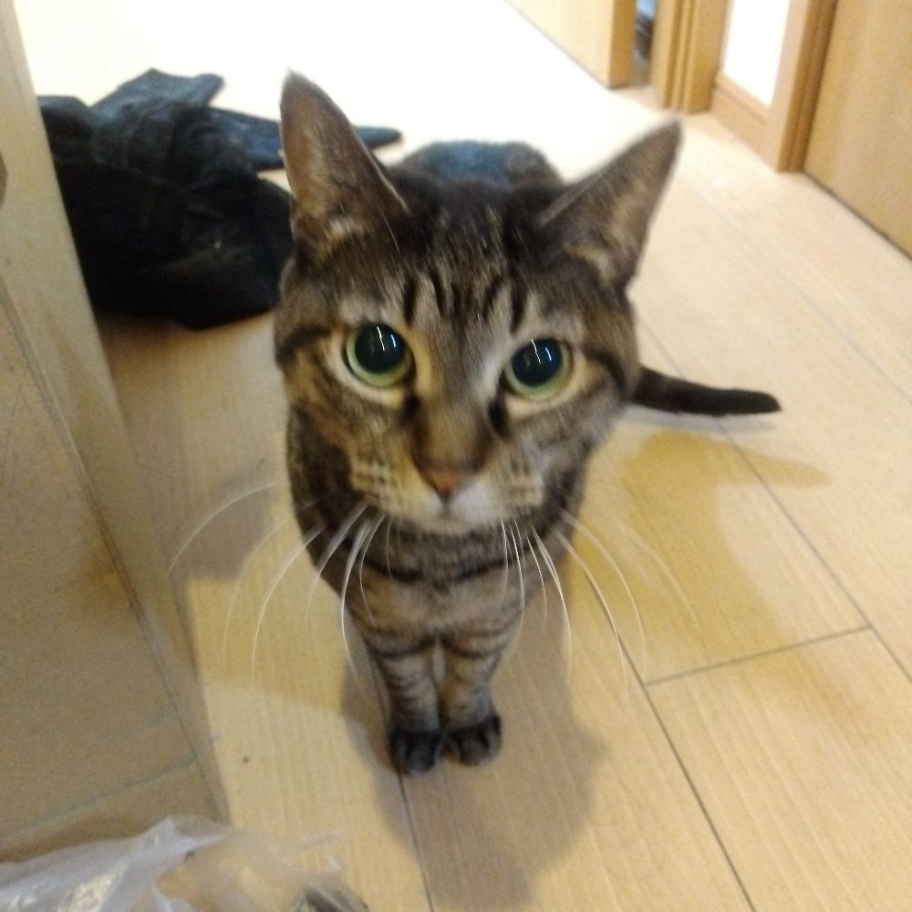 ニャンダフルライフ