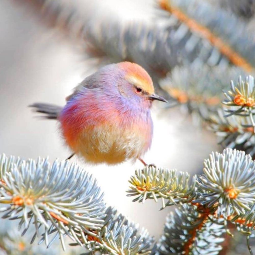 Tit Warbler