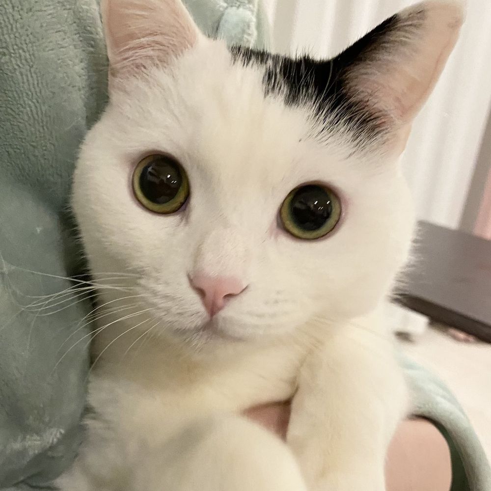 kit