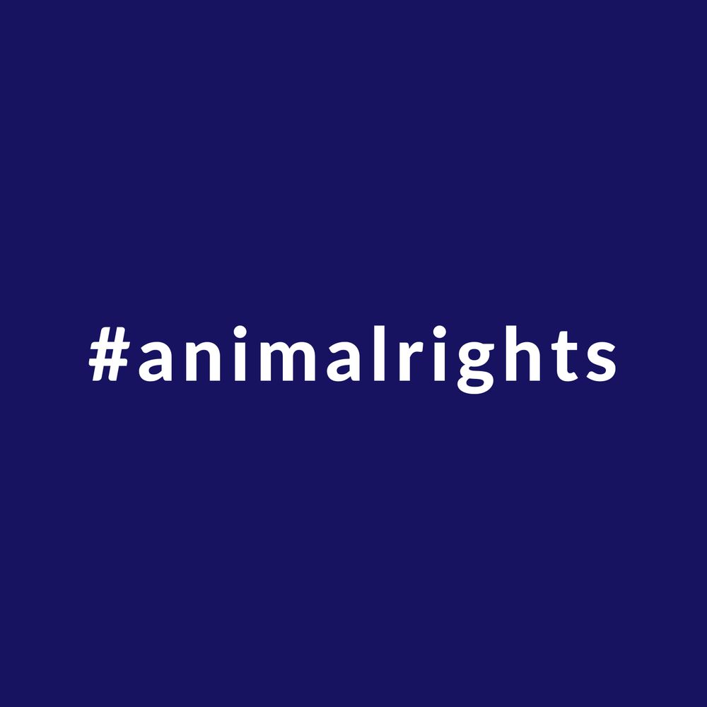 Animal Rights