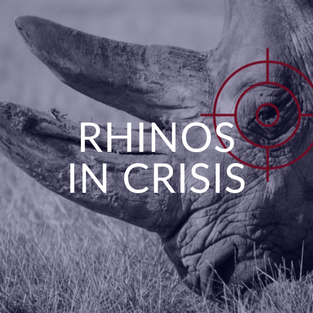 Rhinos In Crisis