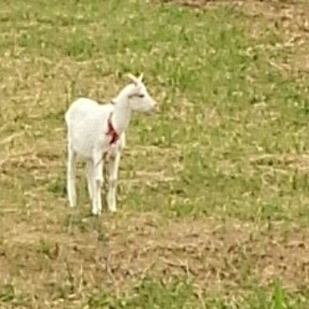 きなこ
