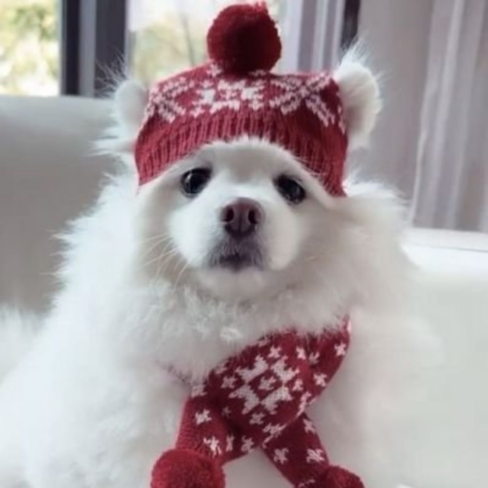 boo