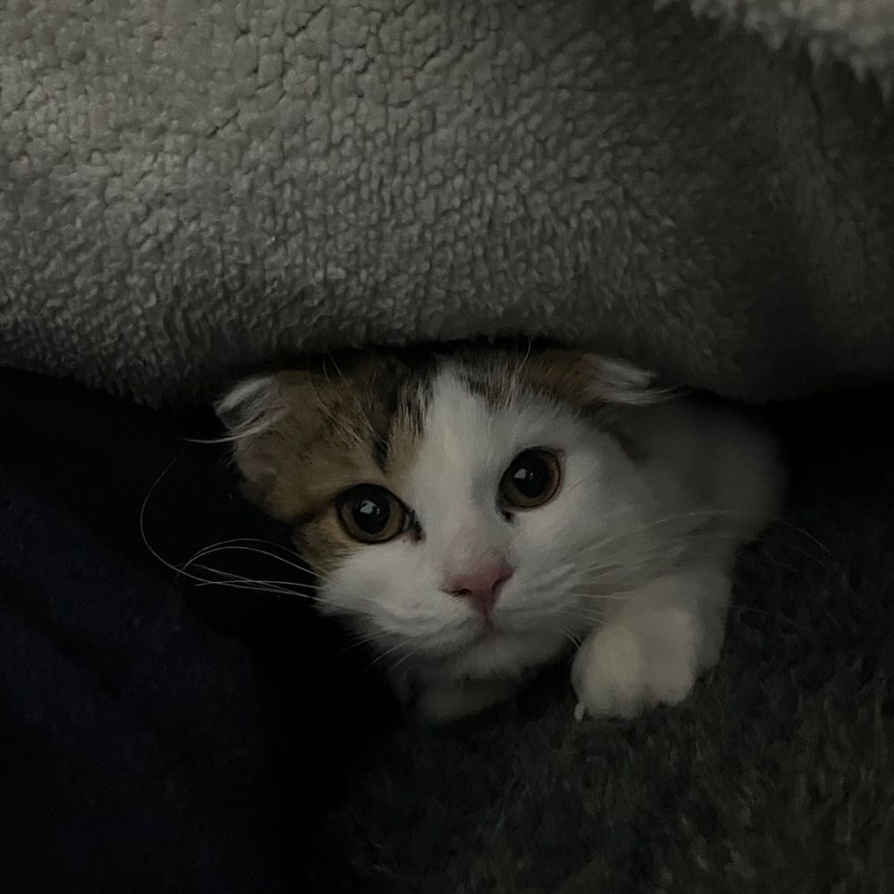 なんでもたべる