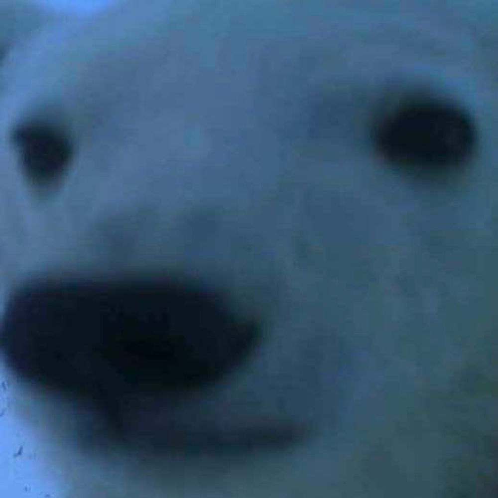 polar bear