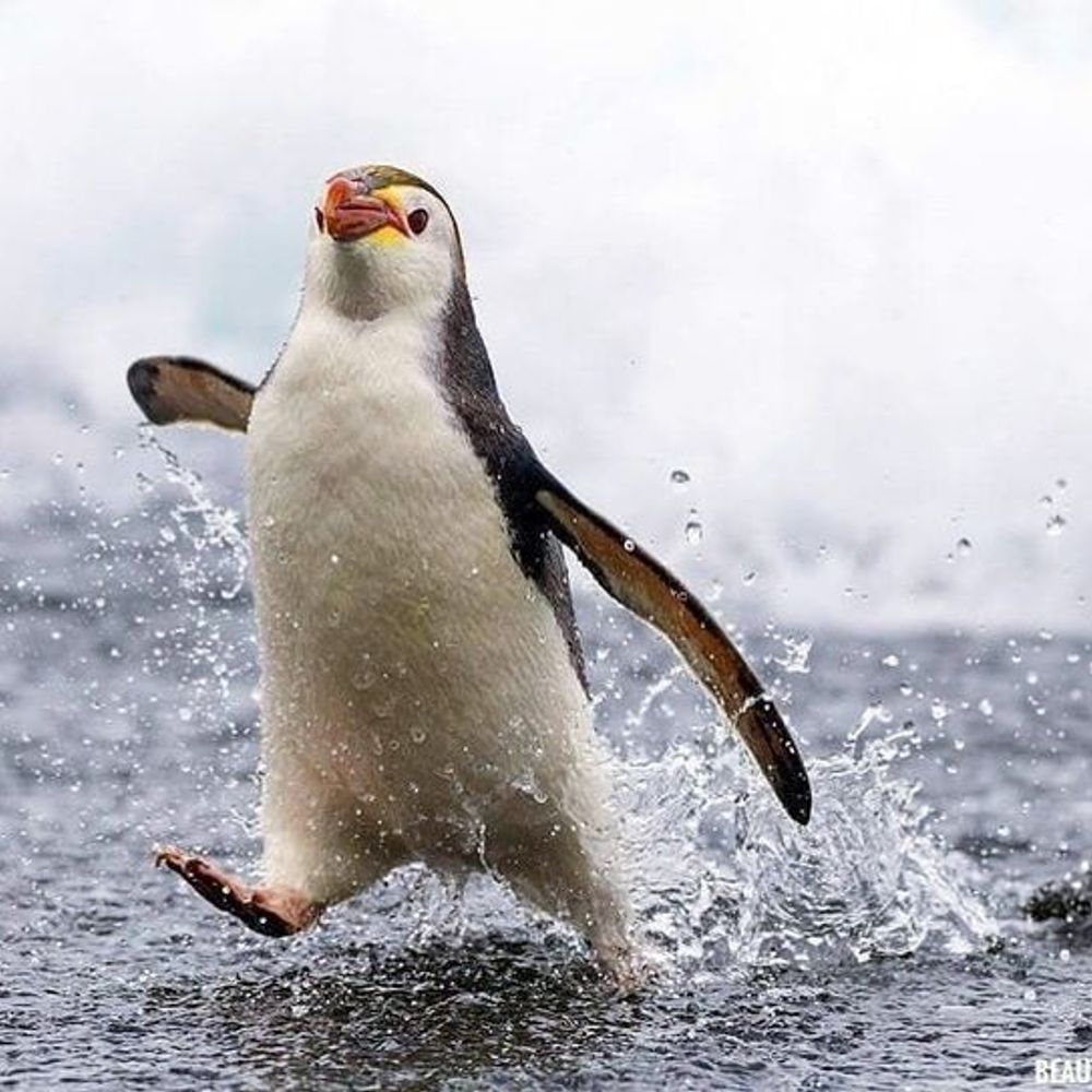 Rainy Penguin  🇮🇪