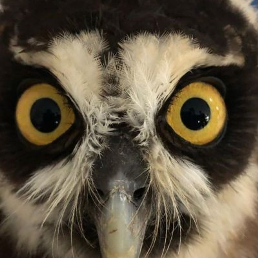 Lúmela the dumb owl