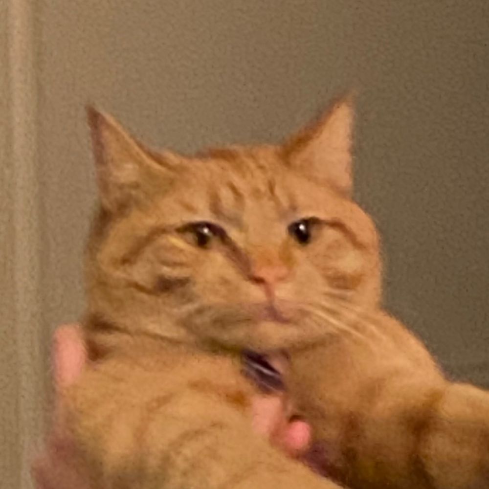 cheddar