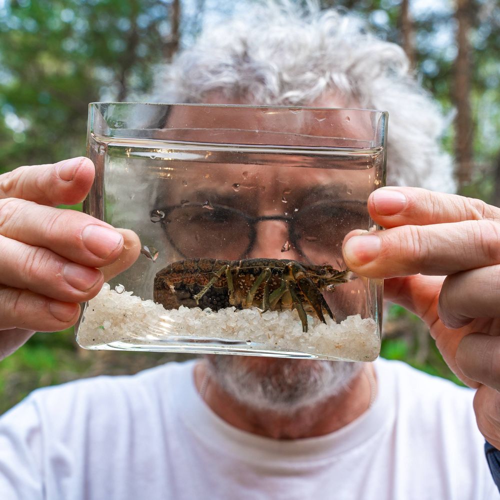 Dr Crayfish
