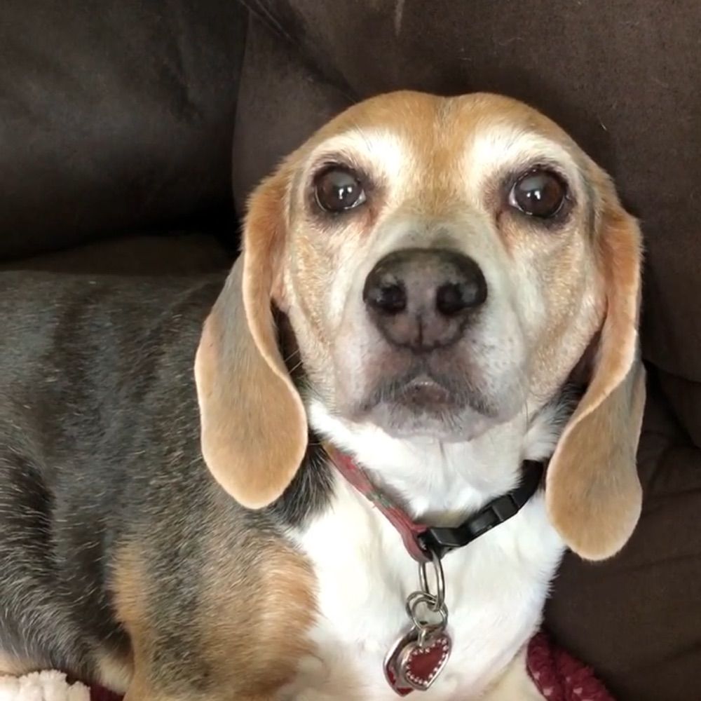 Jessie