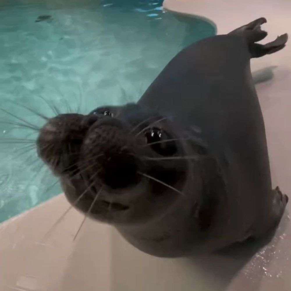 the genius of seals 