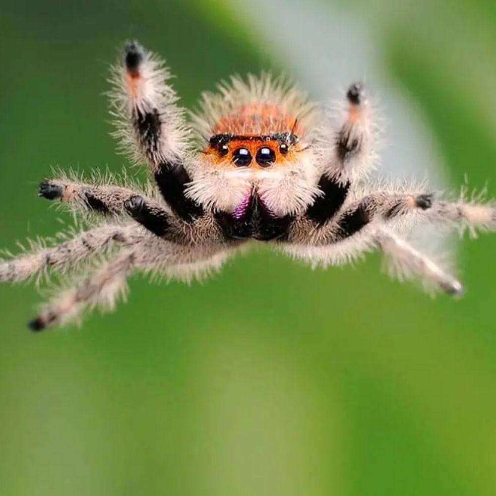 jumping spiders