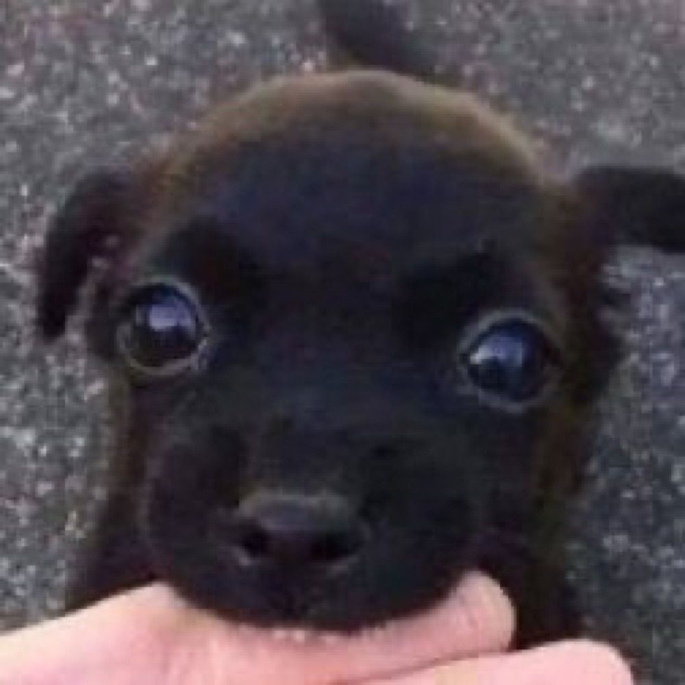 행복강아지