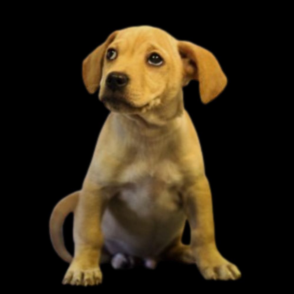 🐶𝙑𝙞𝙣𝙘𝙚 Lastnamewithheld.com