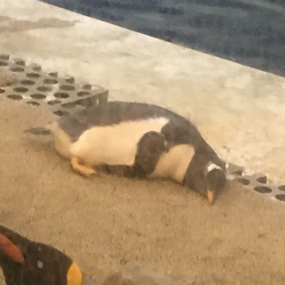 烏丸茶一
