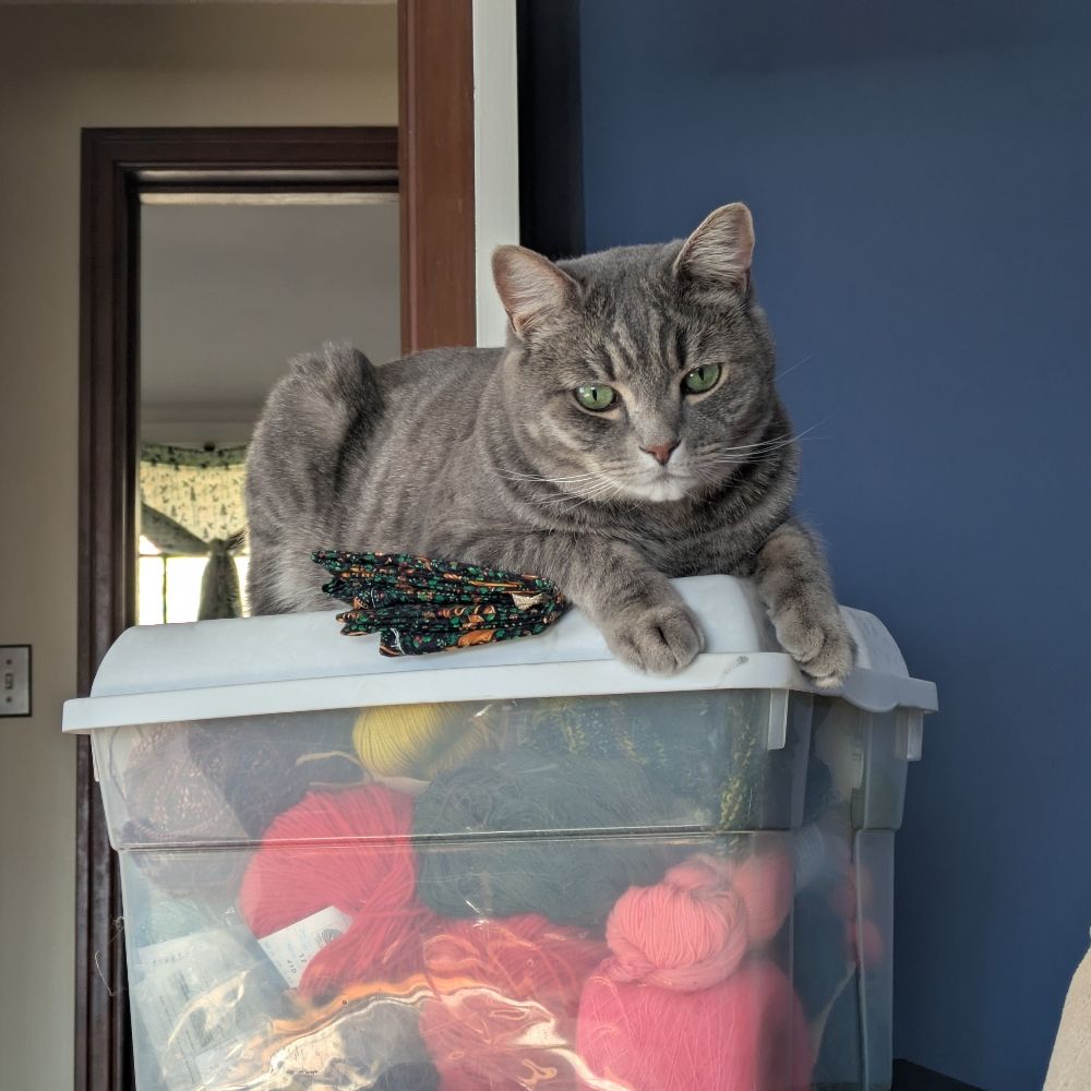 Yarn Cat