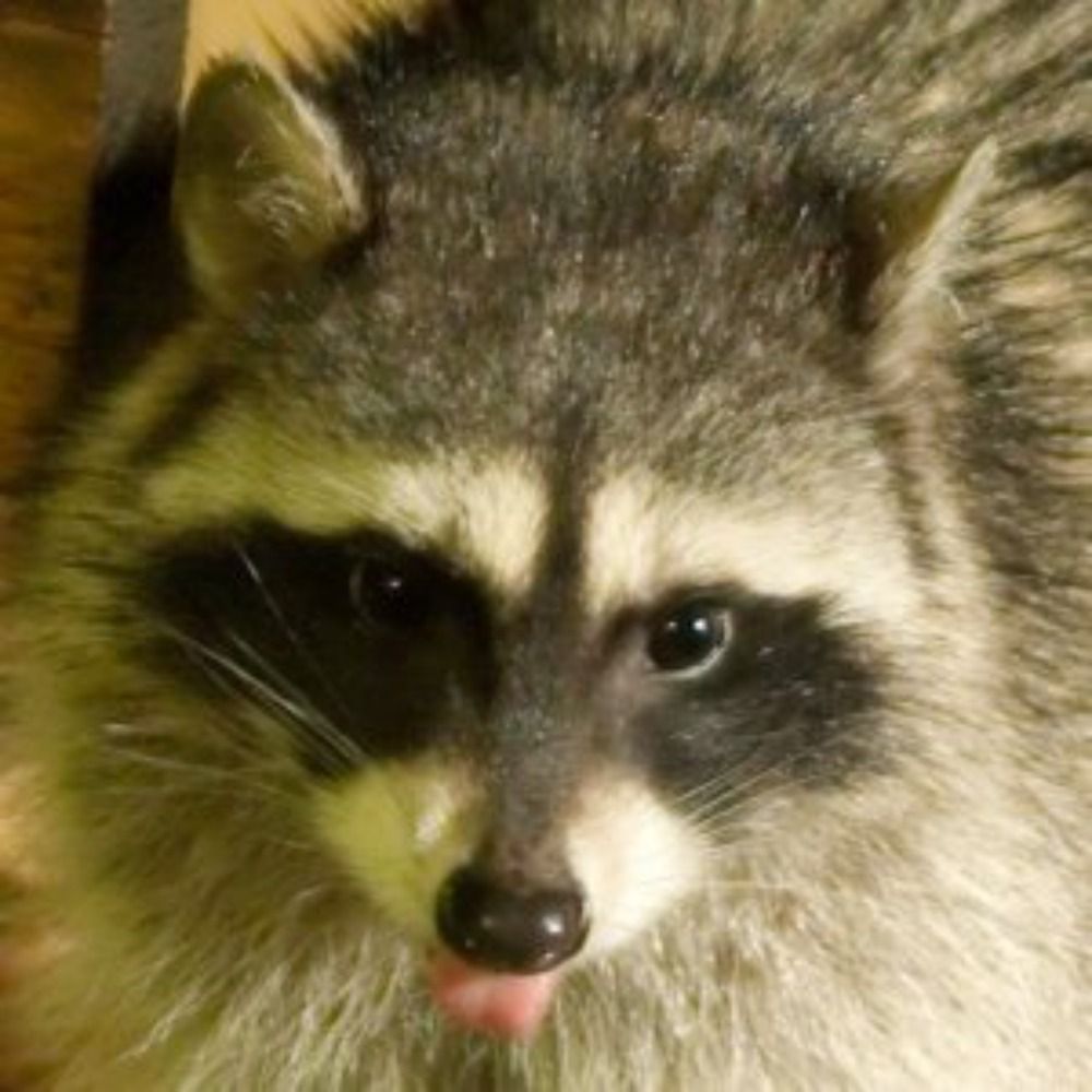 Ryu Raccoon's avatar