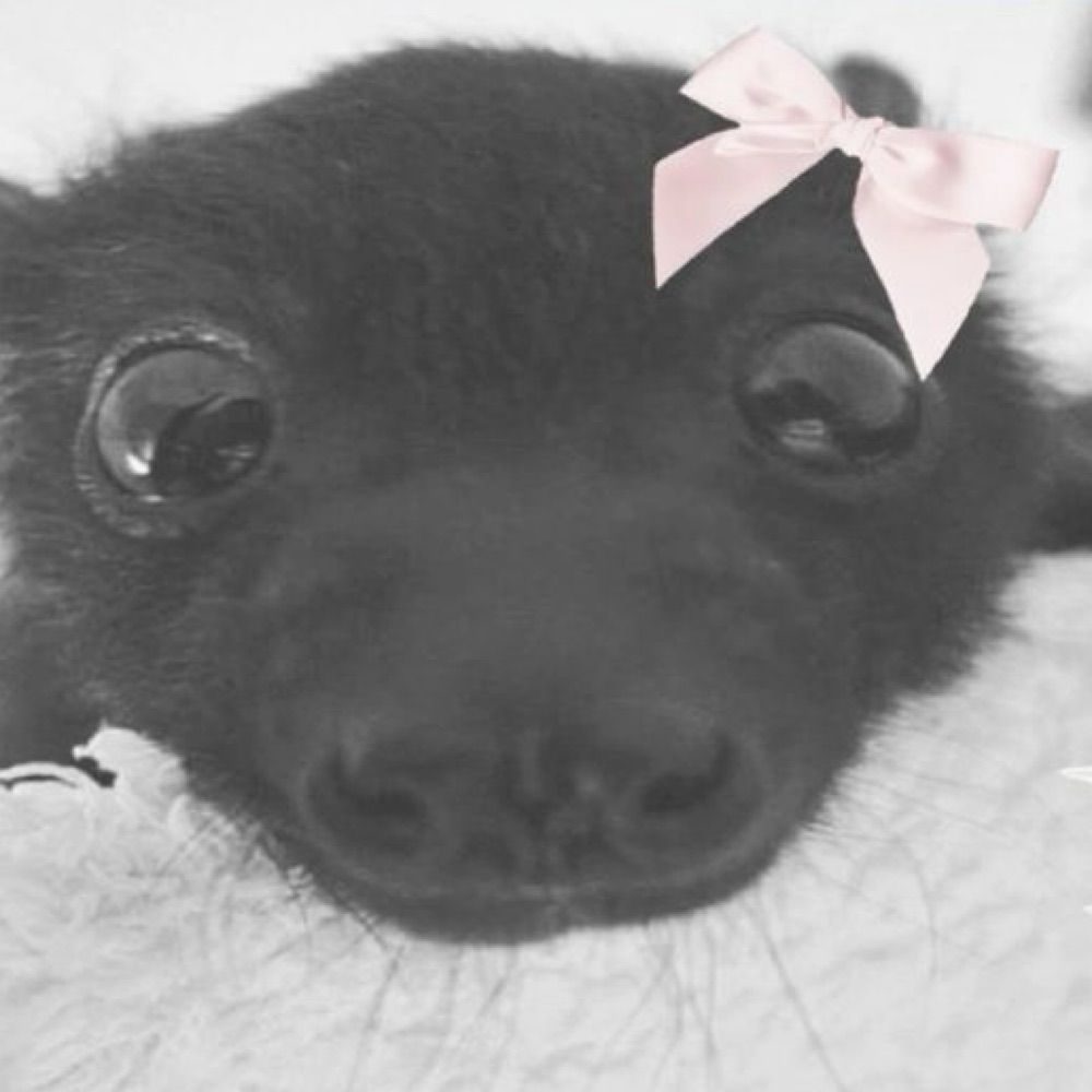 dracuisaisa