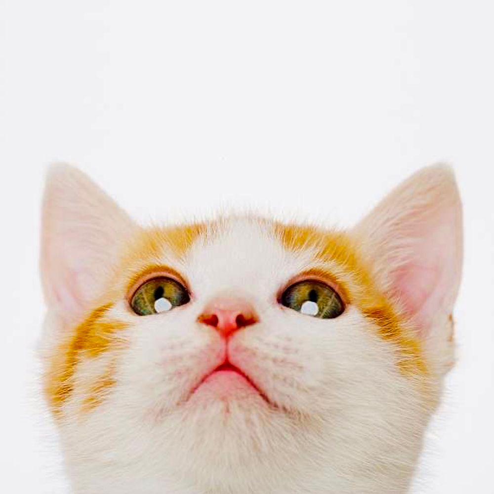 たまさん🐈