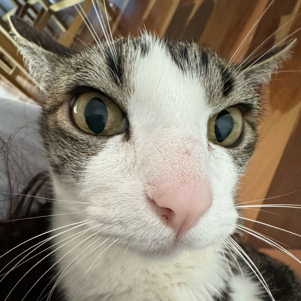 gigi