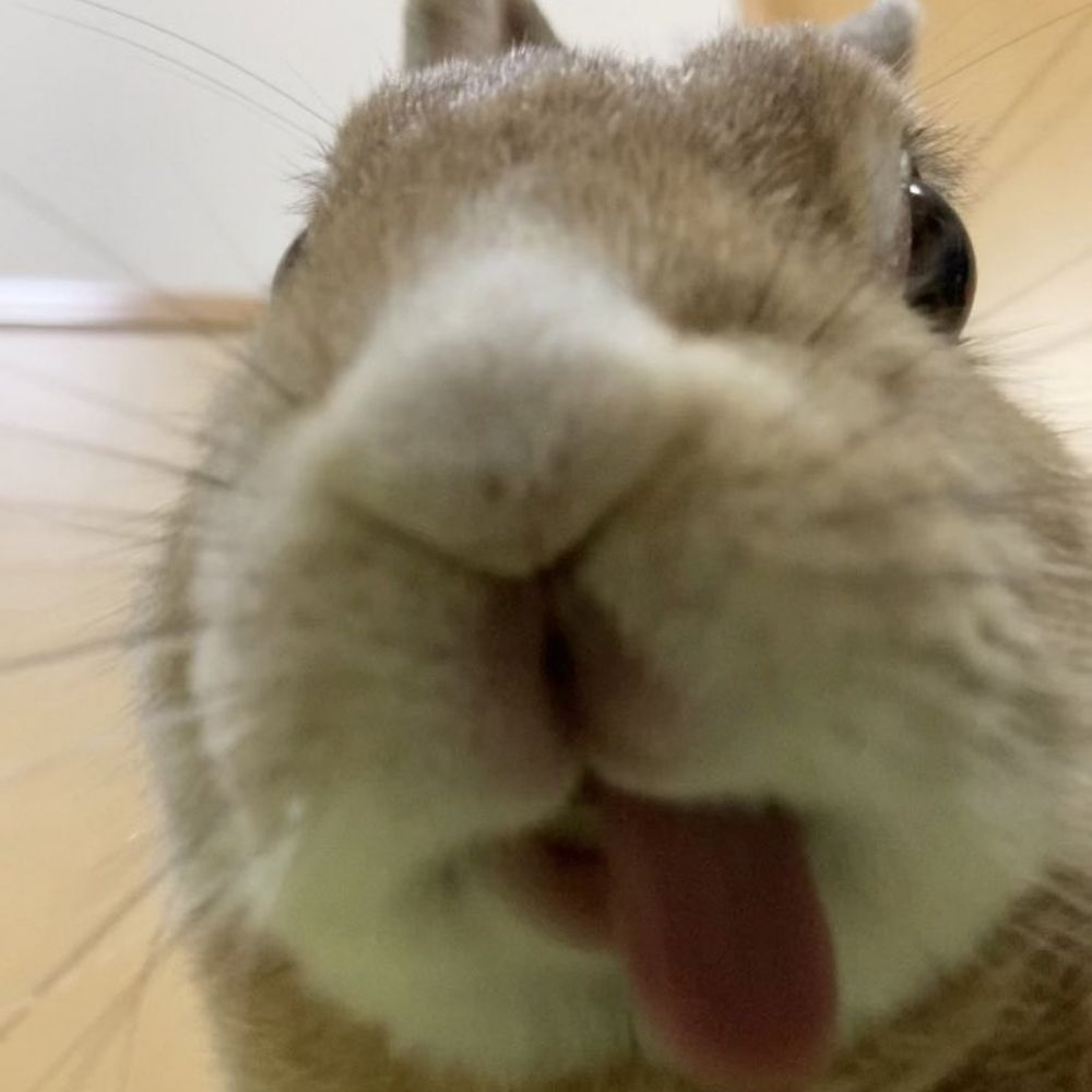 Star studio的Rabbit
