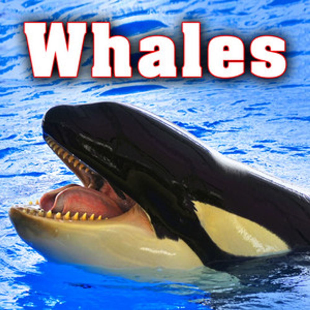 Profile picture whalepsychiatrist.bsky.social