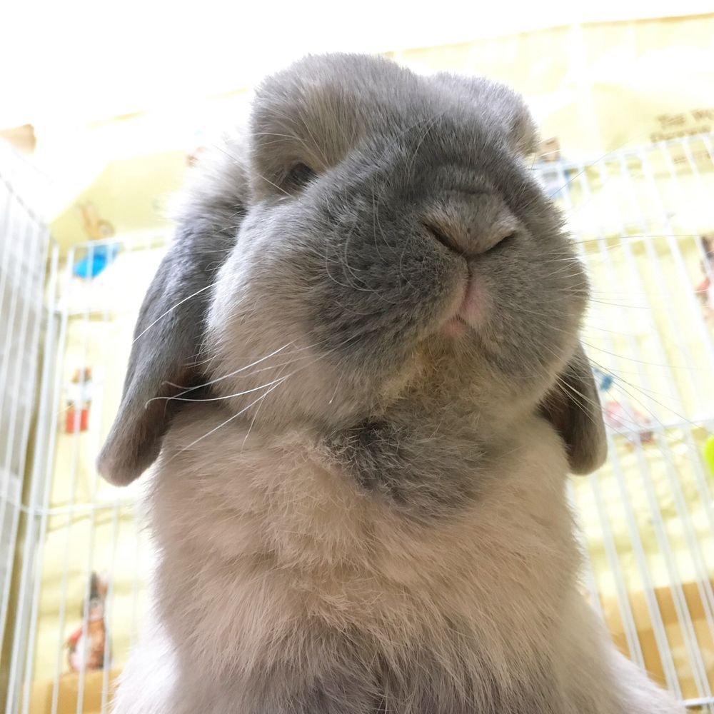 miya