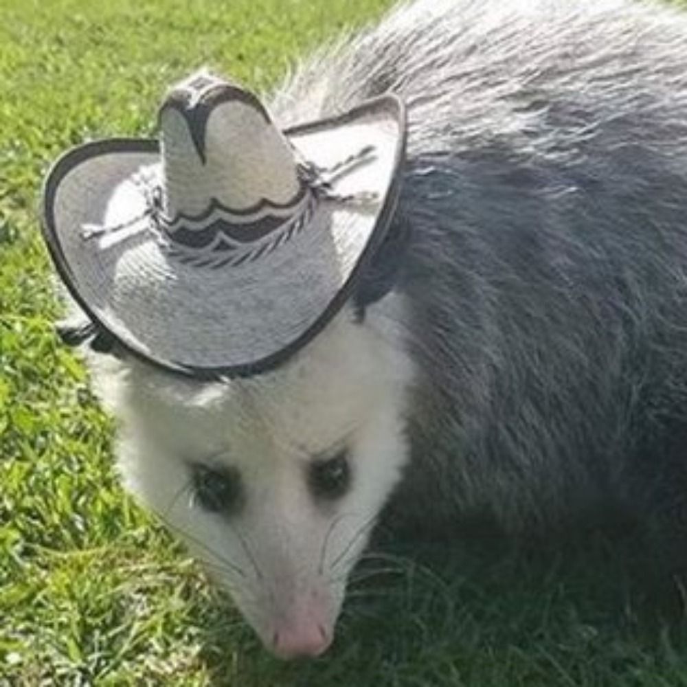 Trashy_Opossum