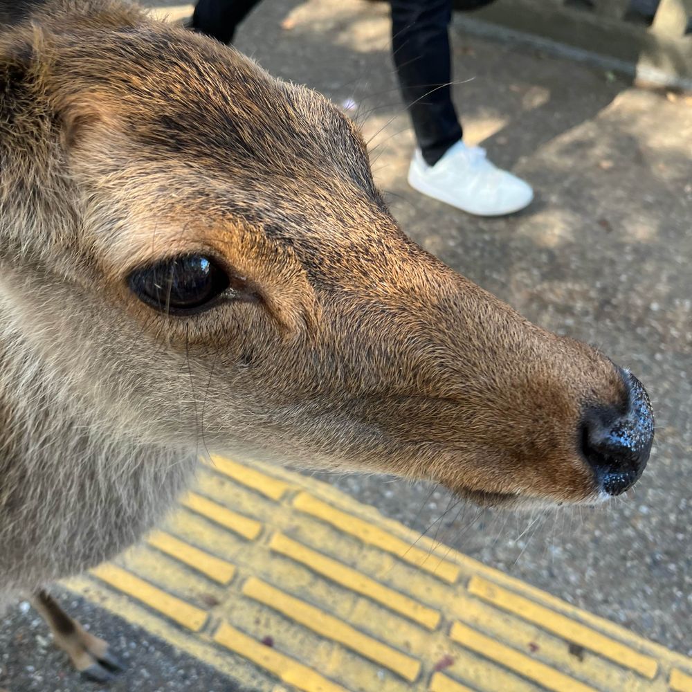 だんご