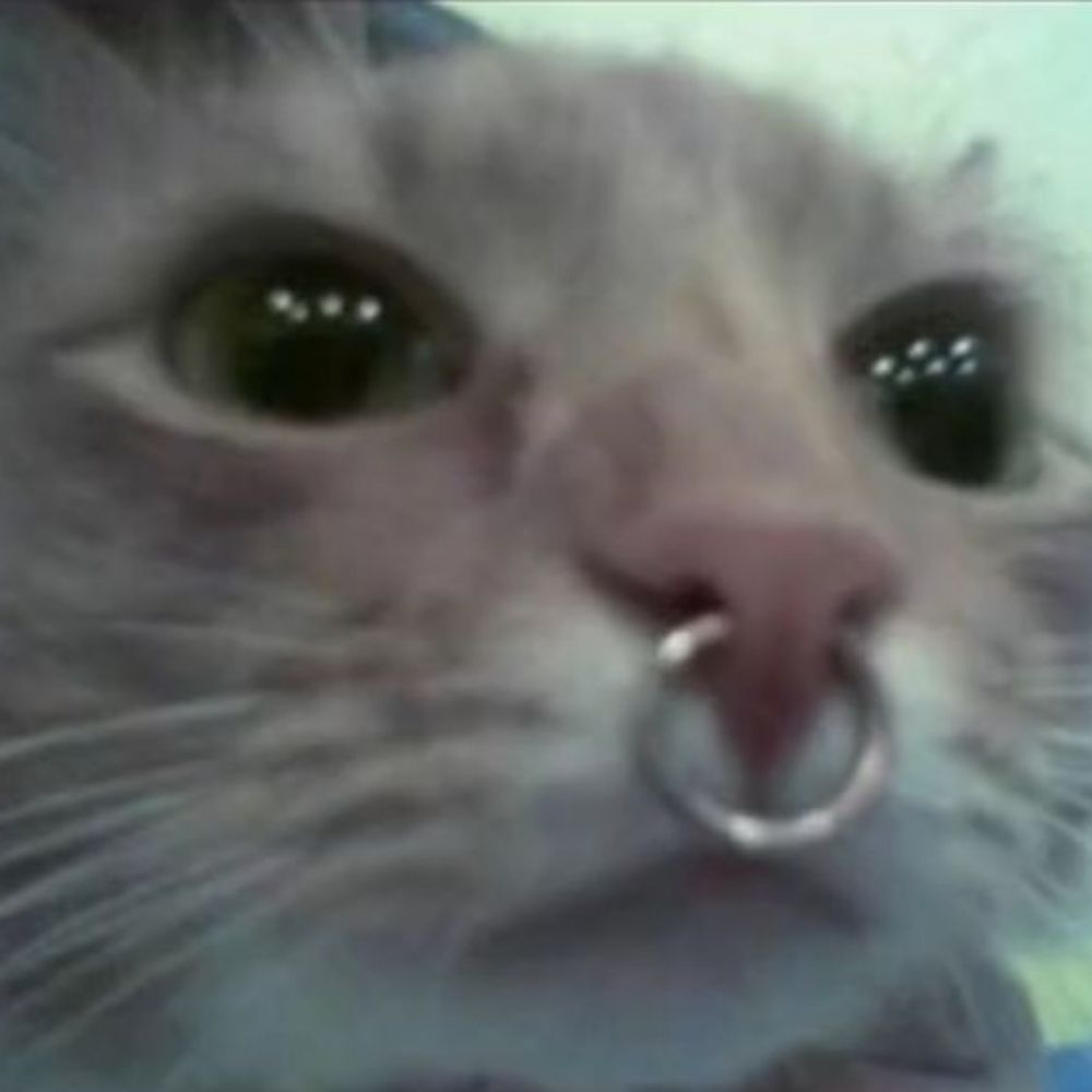 Cat The Decider