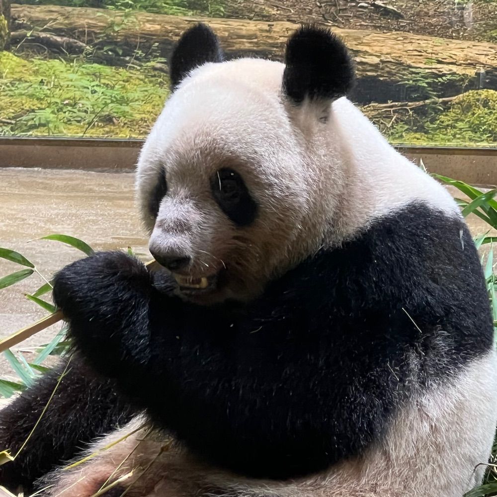 やきち