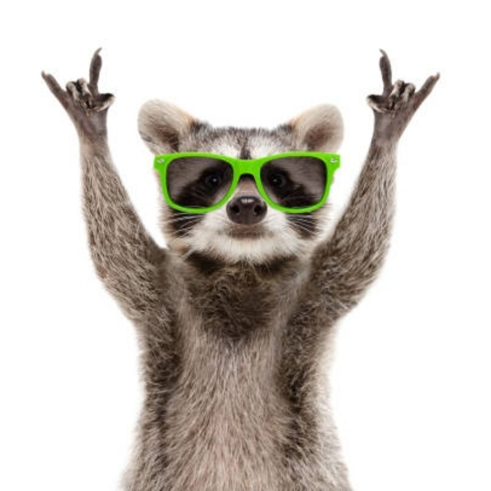 Rocky Raccoon