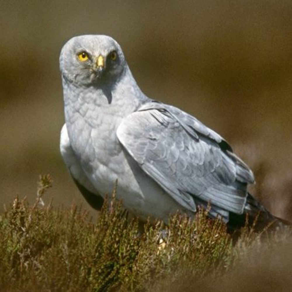 Renfewshire RSPB Local Group