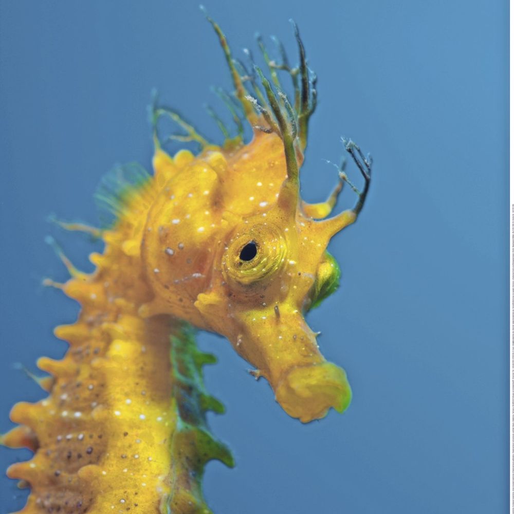 al