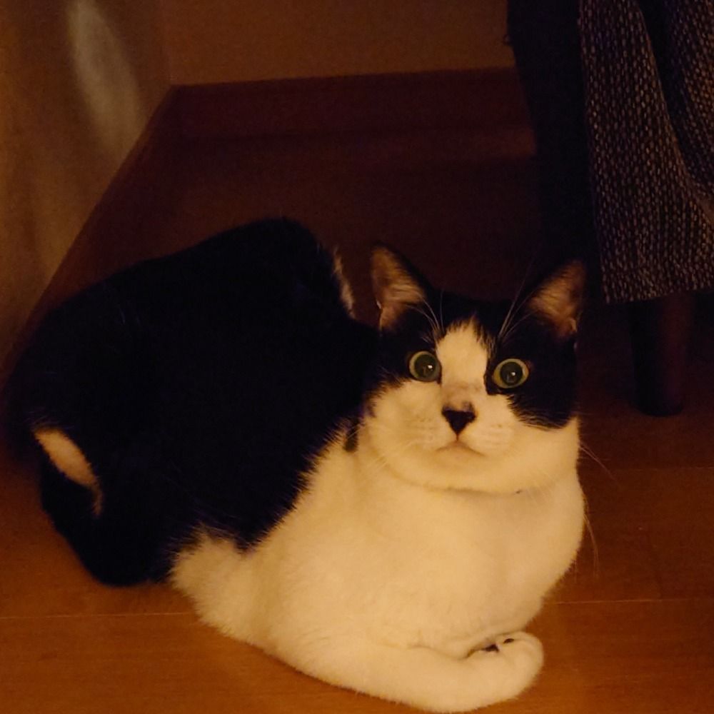 こややし（人民）🖖