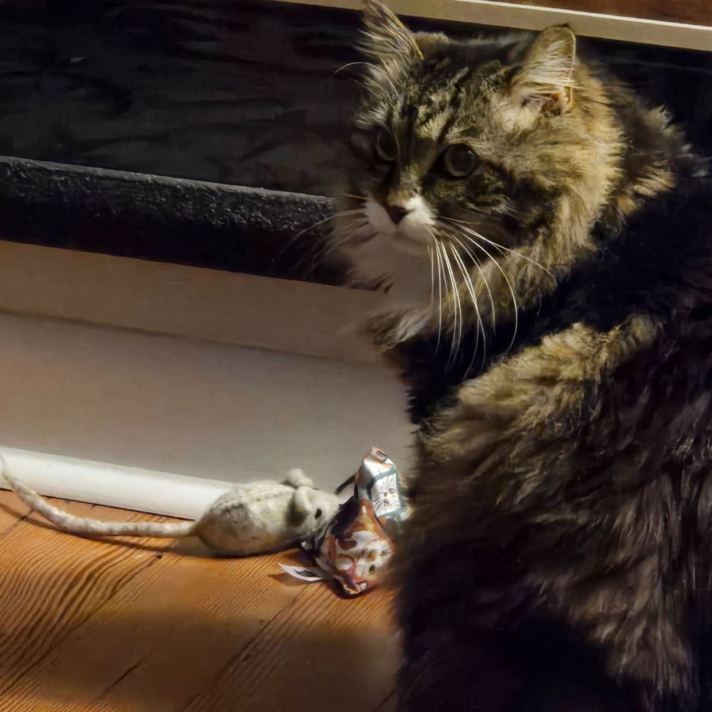 CasadeKitten